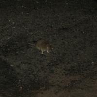 IMG_2492.jpg